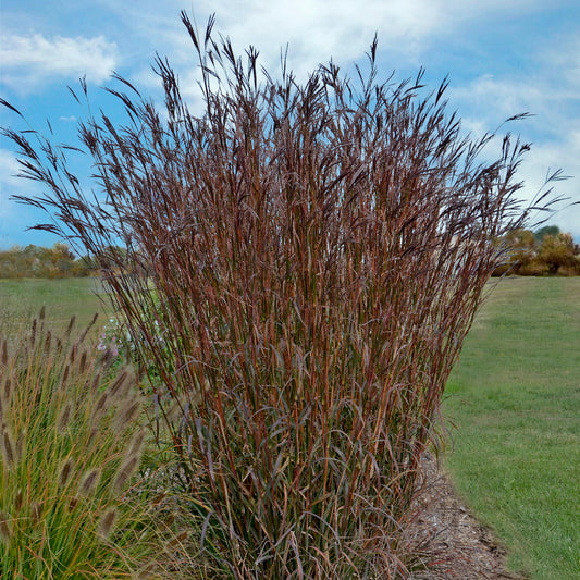 Big Bluestem