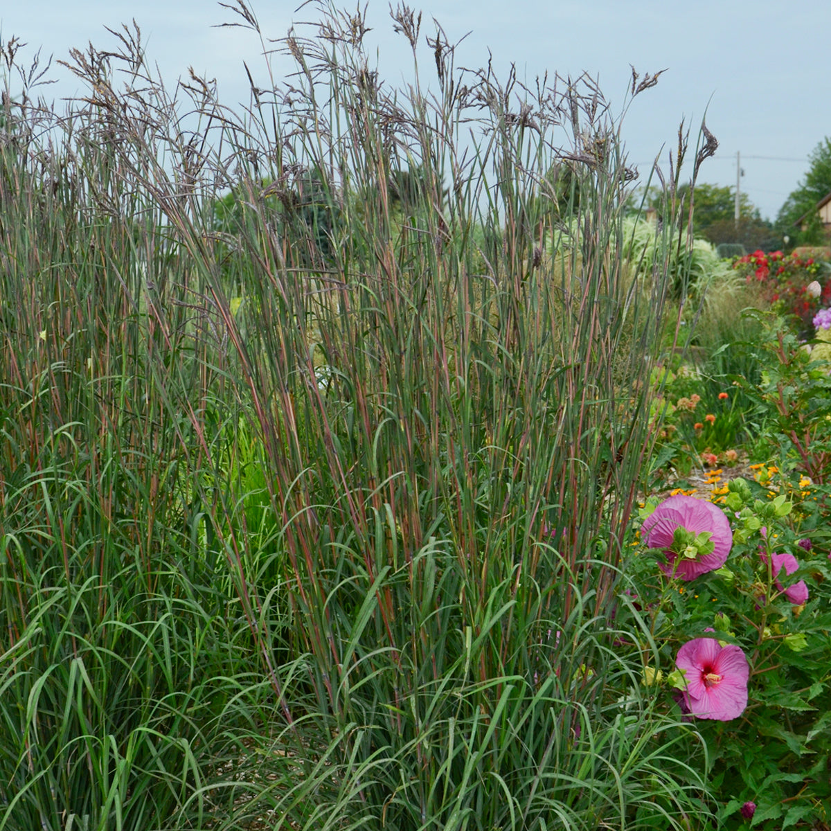 Big Bluestem