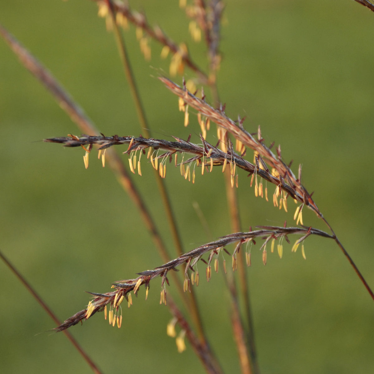 Big Bluestem