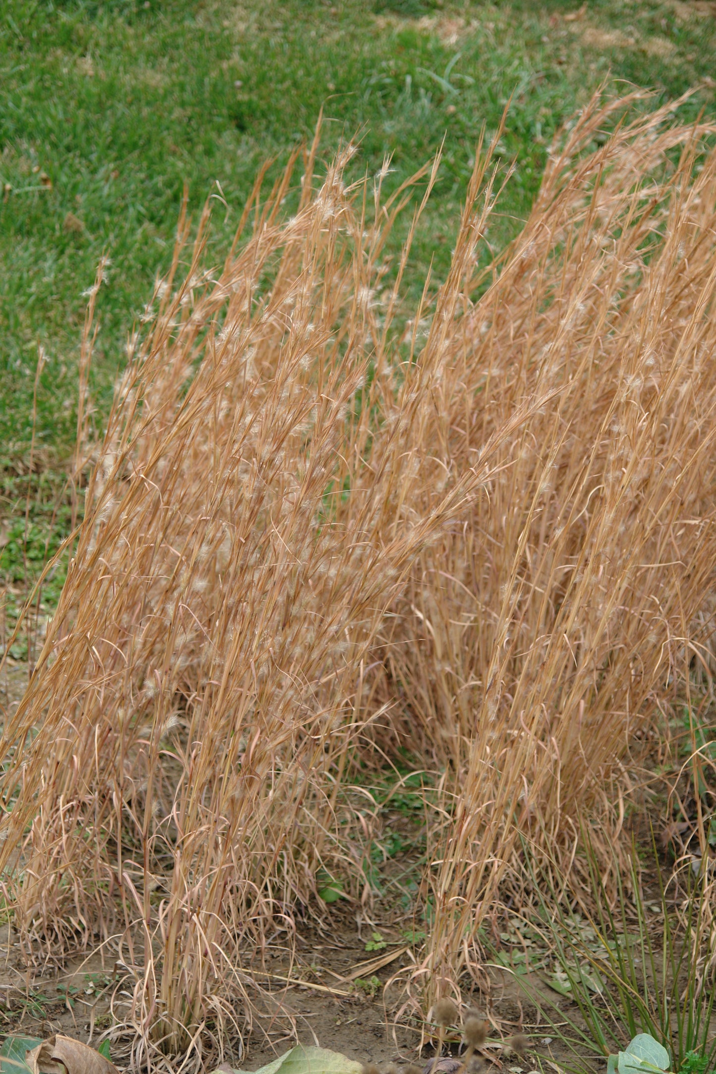 Broomsedge