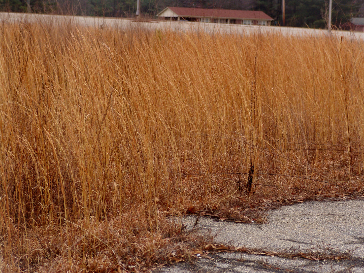 Broomsedge