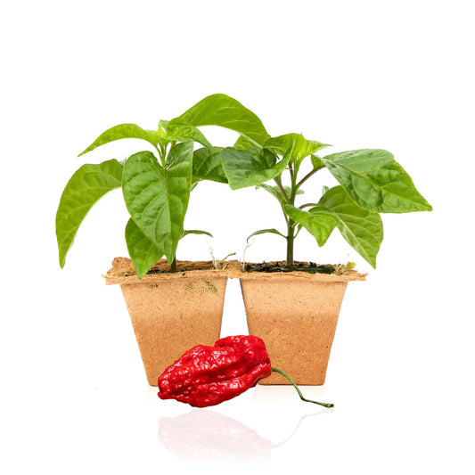 Apocalypse Scorpion Pepper Plants