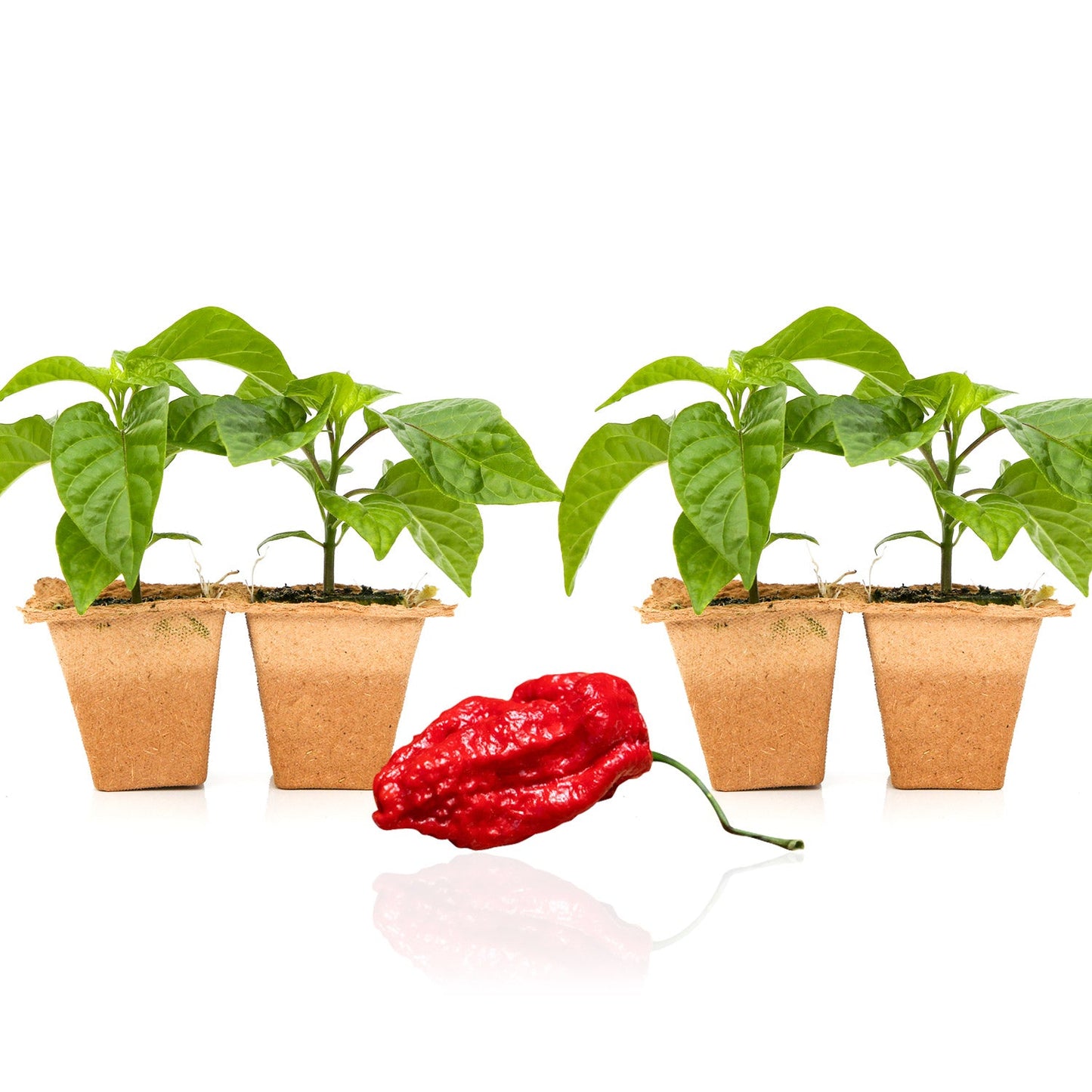 Apocalypse Scorpion Pepper Plants