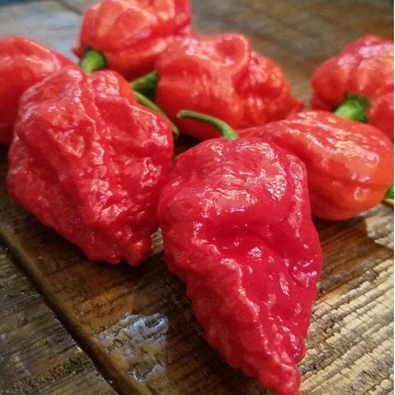 Apocalypse Scorpion Pepper Seeds