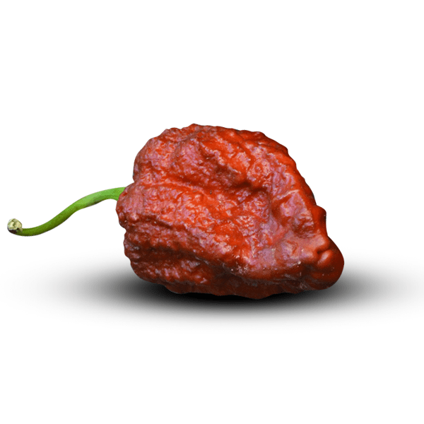 Apocalypse Scorpion Chocolate Pepper Seeds