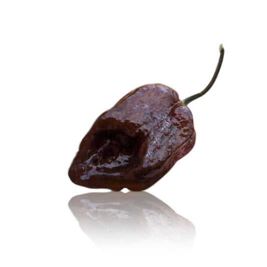 Armageddon Chocolate Pepper Seeds (Non-Isolated)