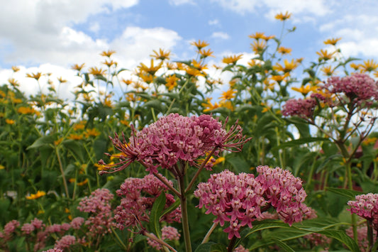 Swamp Milkweed