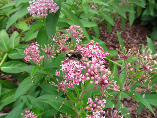 Eastern Swamp Milkweed