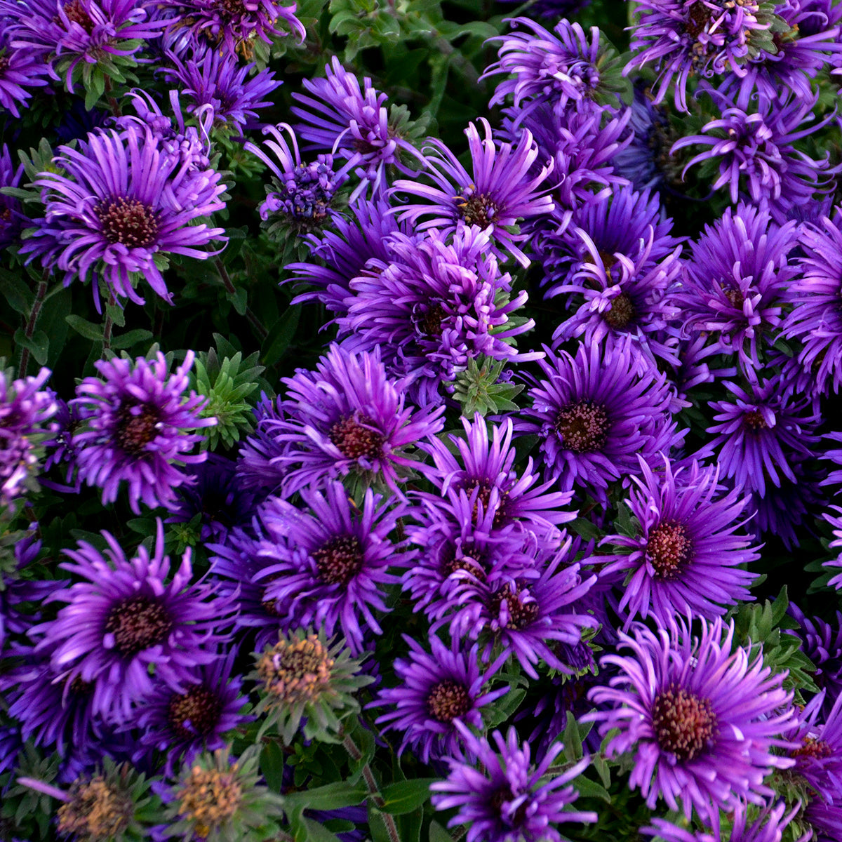 Grape Crush New England Aster