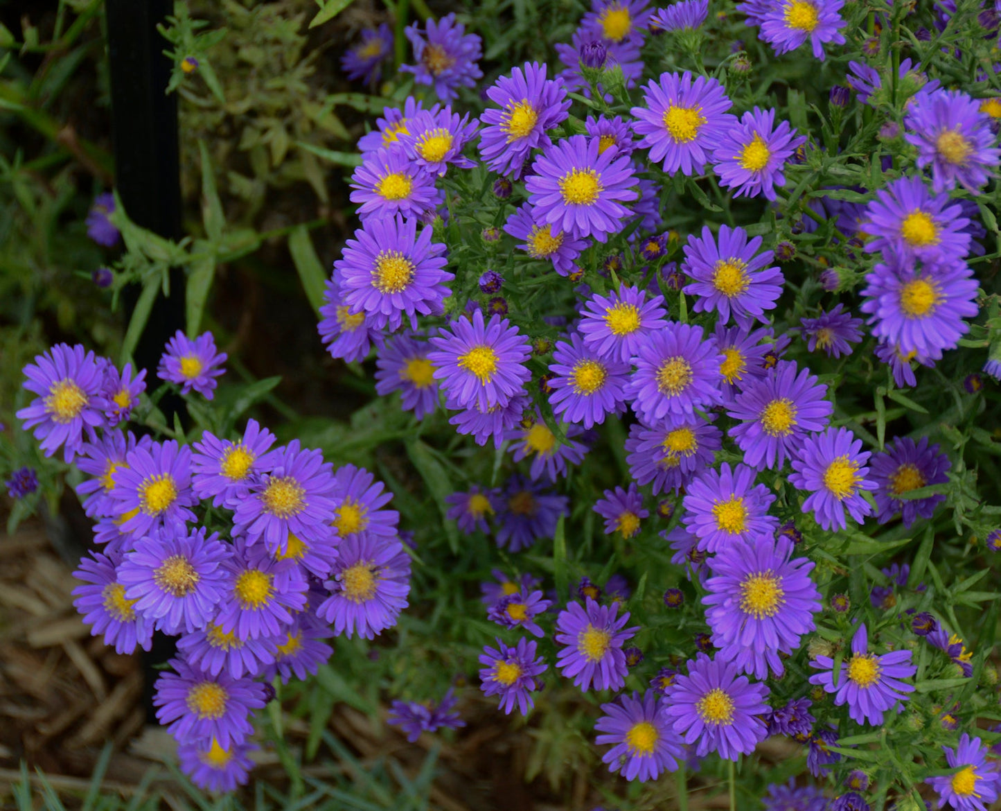 Kickin® Purple Aster