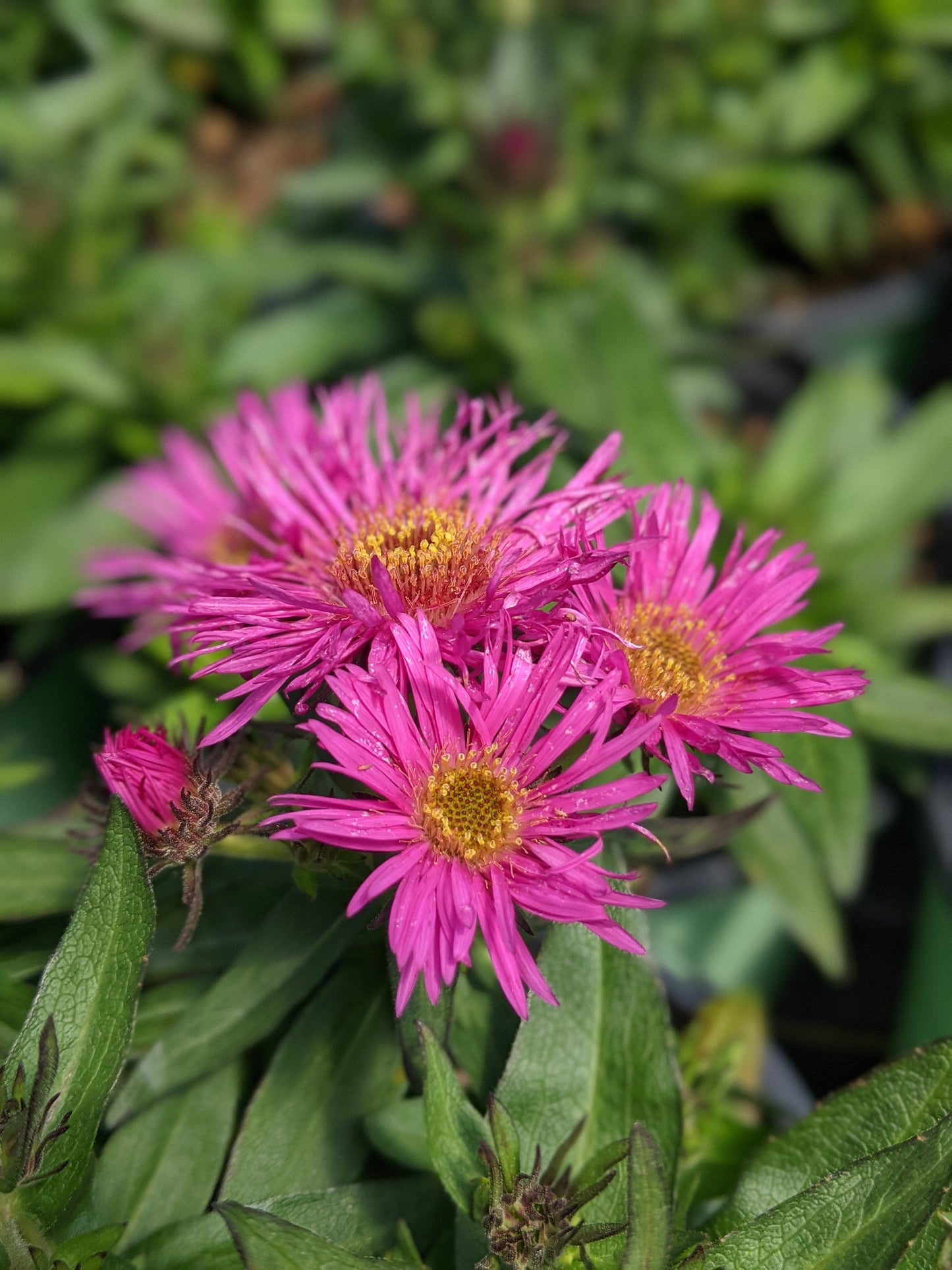 New England Aster