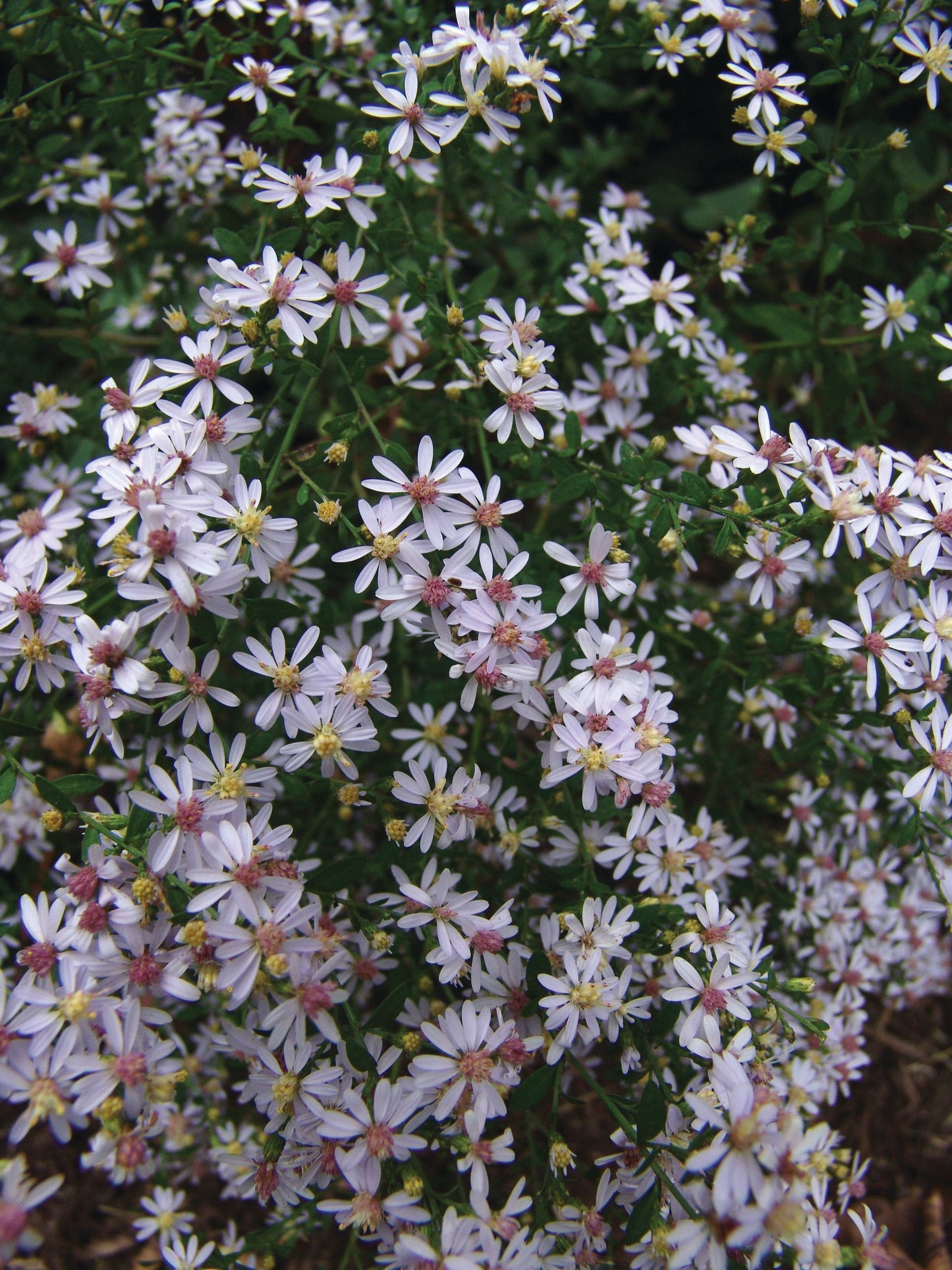 Common Blue Wood Aster