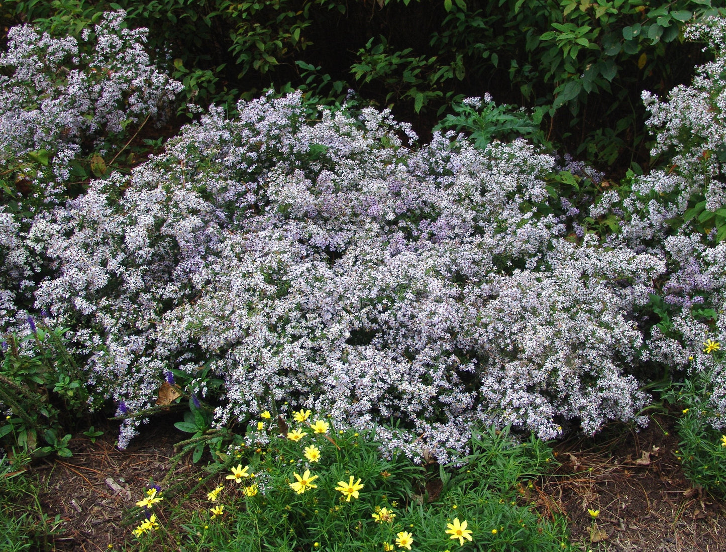 Common Blue Wood Aster