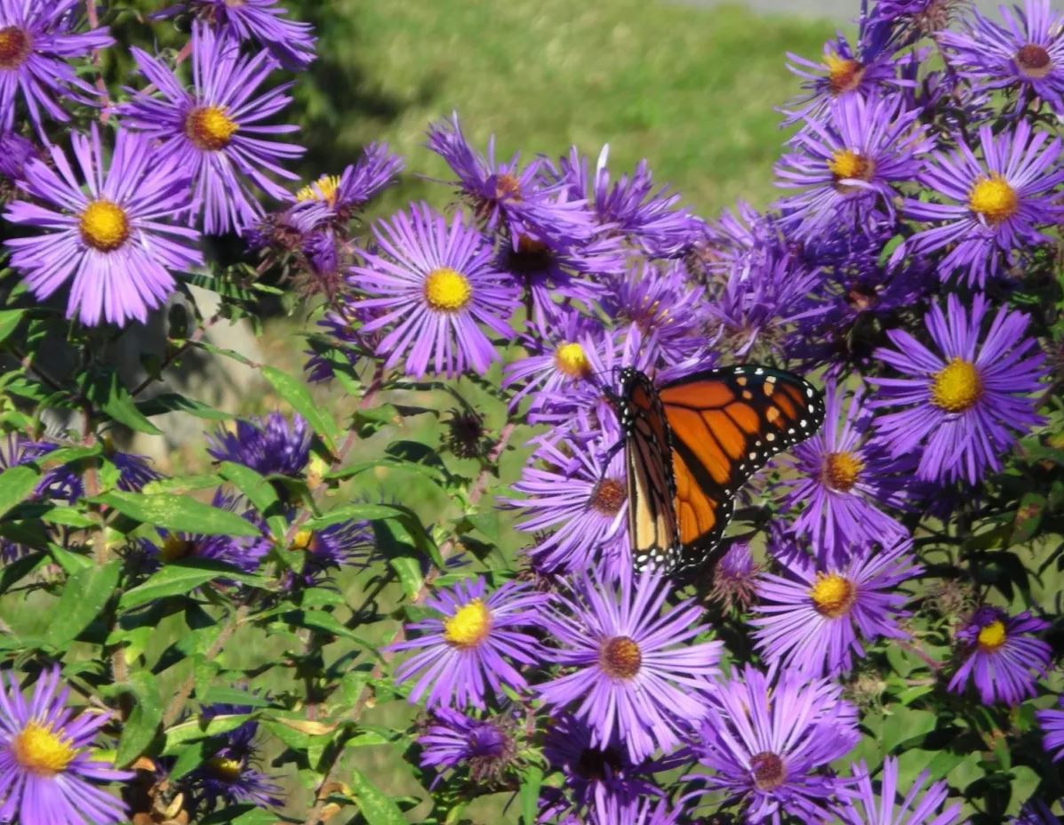 New England Aster