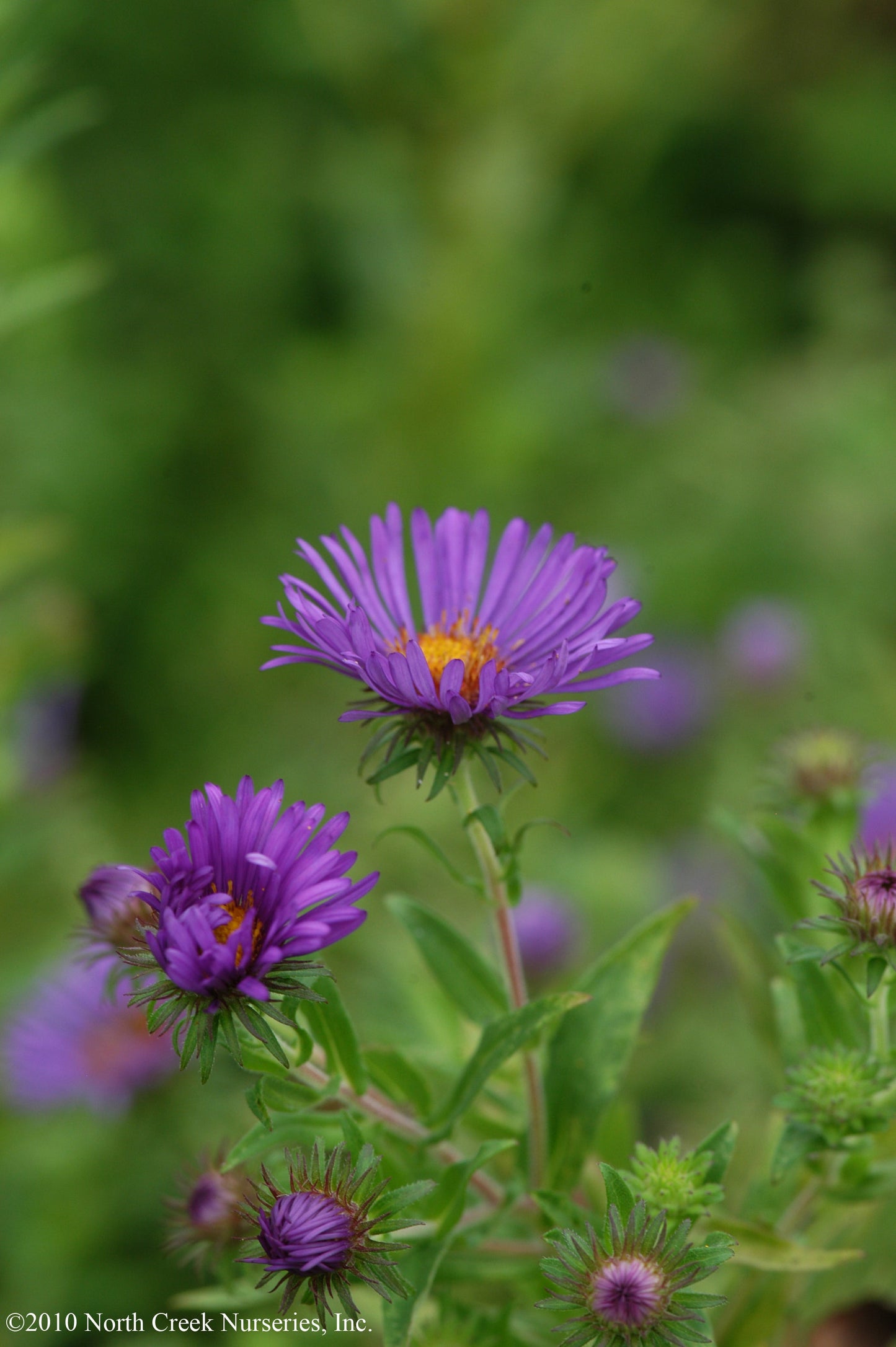 New England Aster