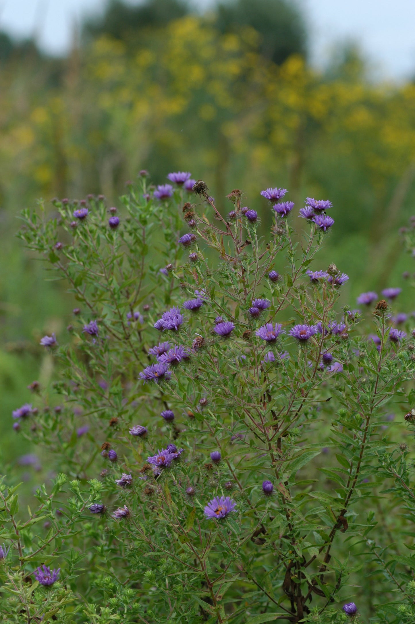 New England Aster