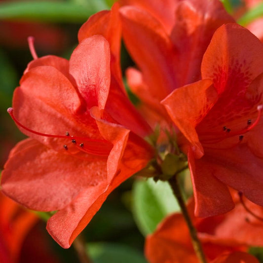 Autumn Bravo® Reblooming Azalea