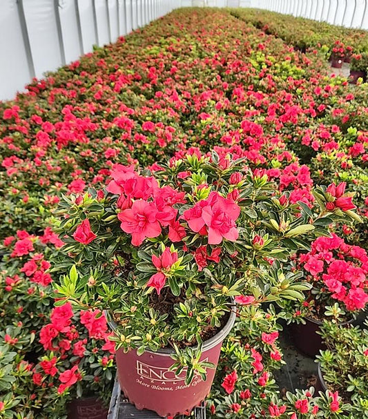 Encore® Autumn Fire® Reblooming Azalea