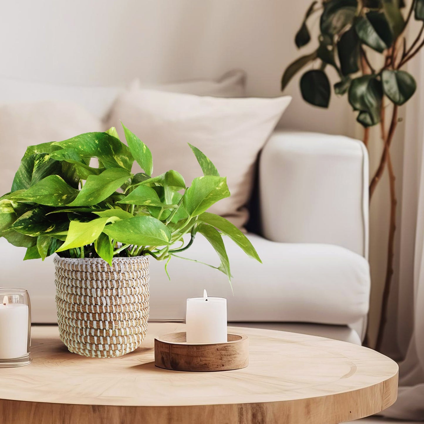 Potted Pothos in Ivory Basket Planter