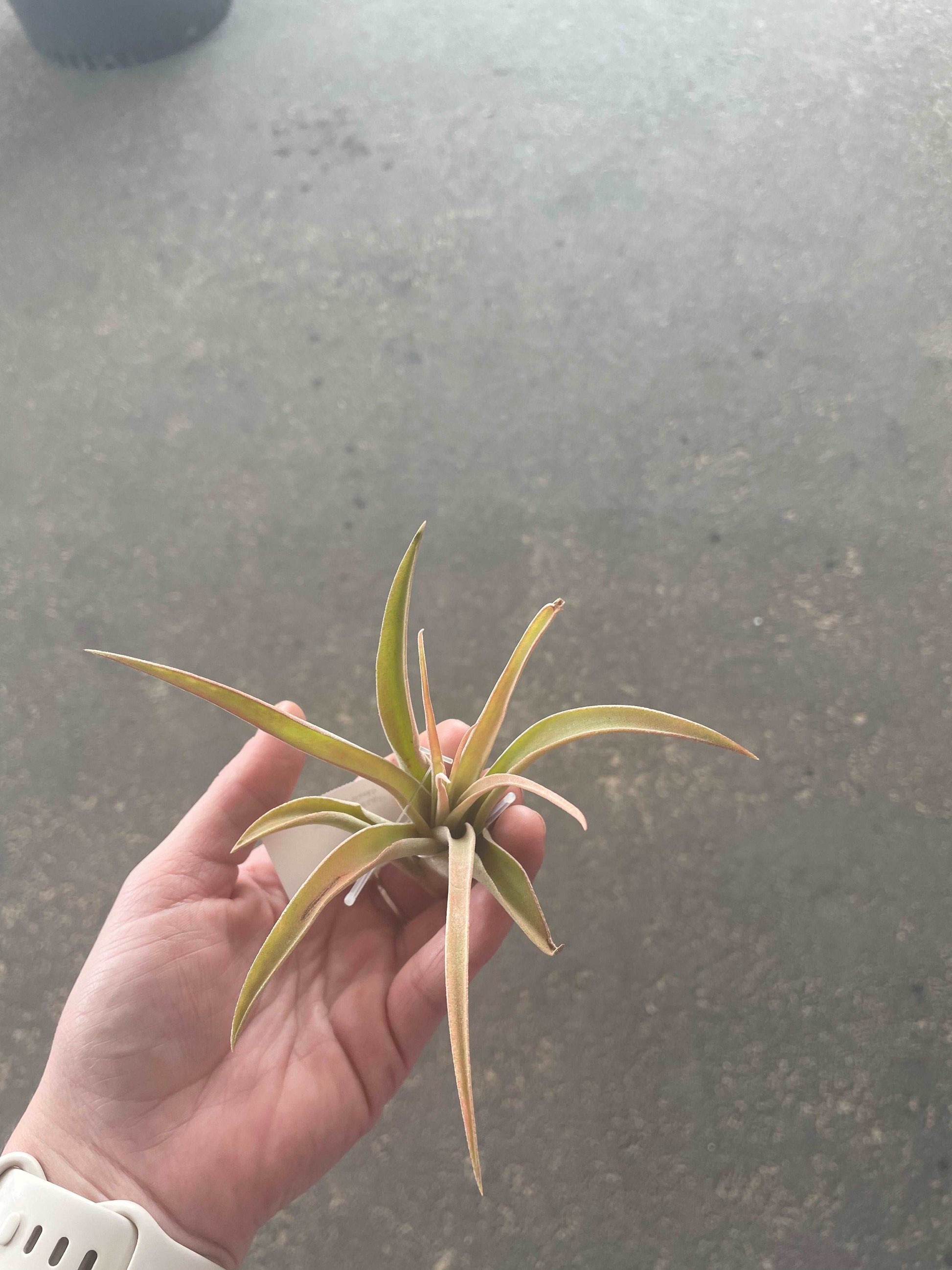 Capitata Peach Lovehopegrow