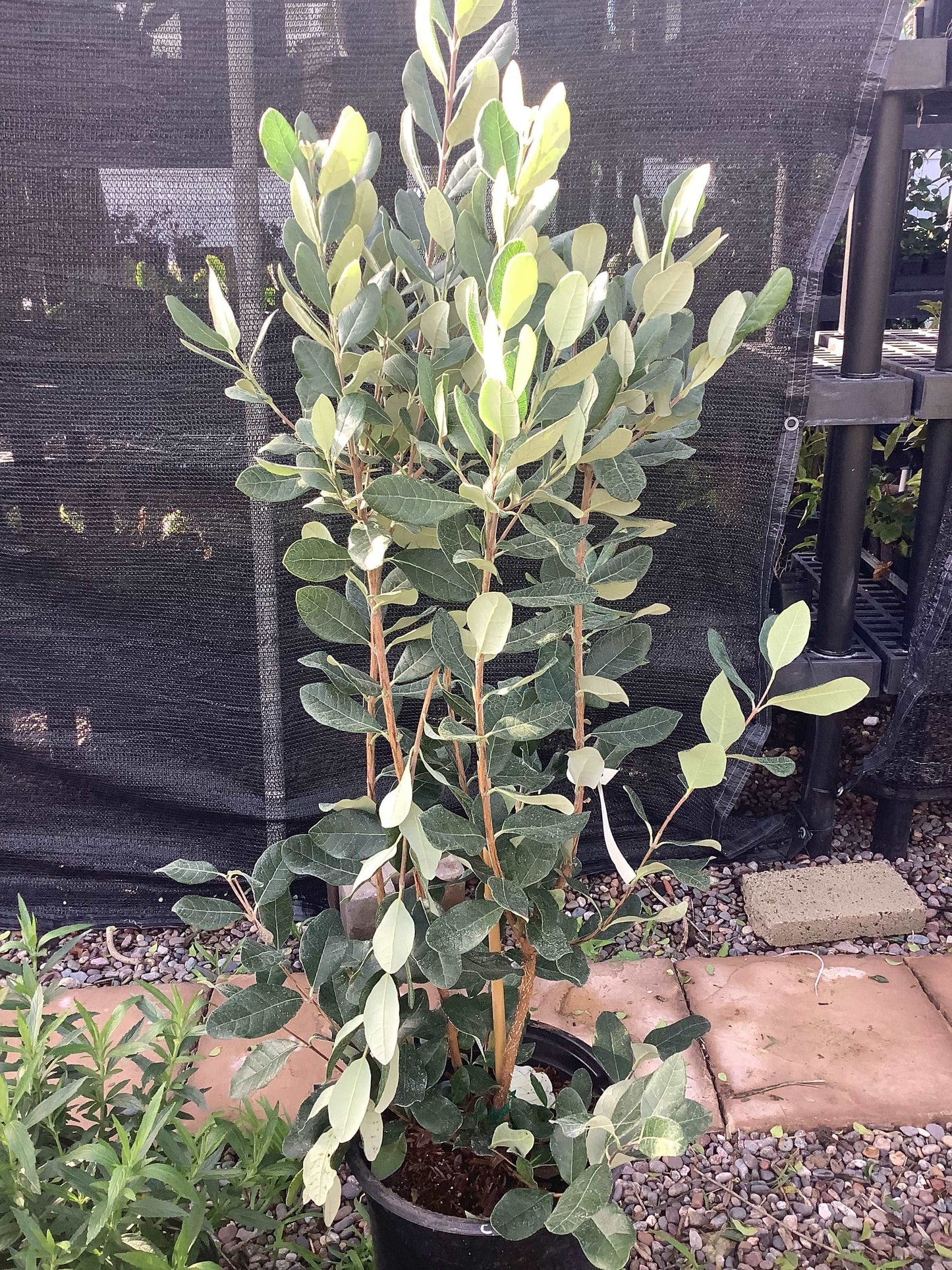 Pineapple Guava Plant Acca sellowiana Large 5 Gallon Size Healtny Harvesters