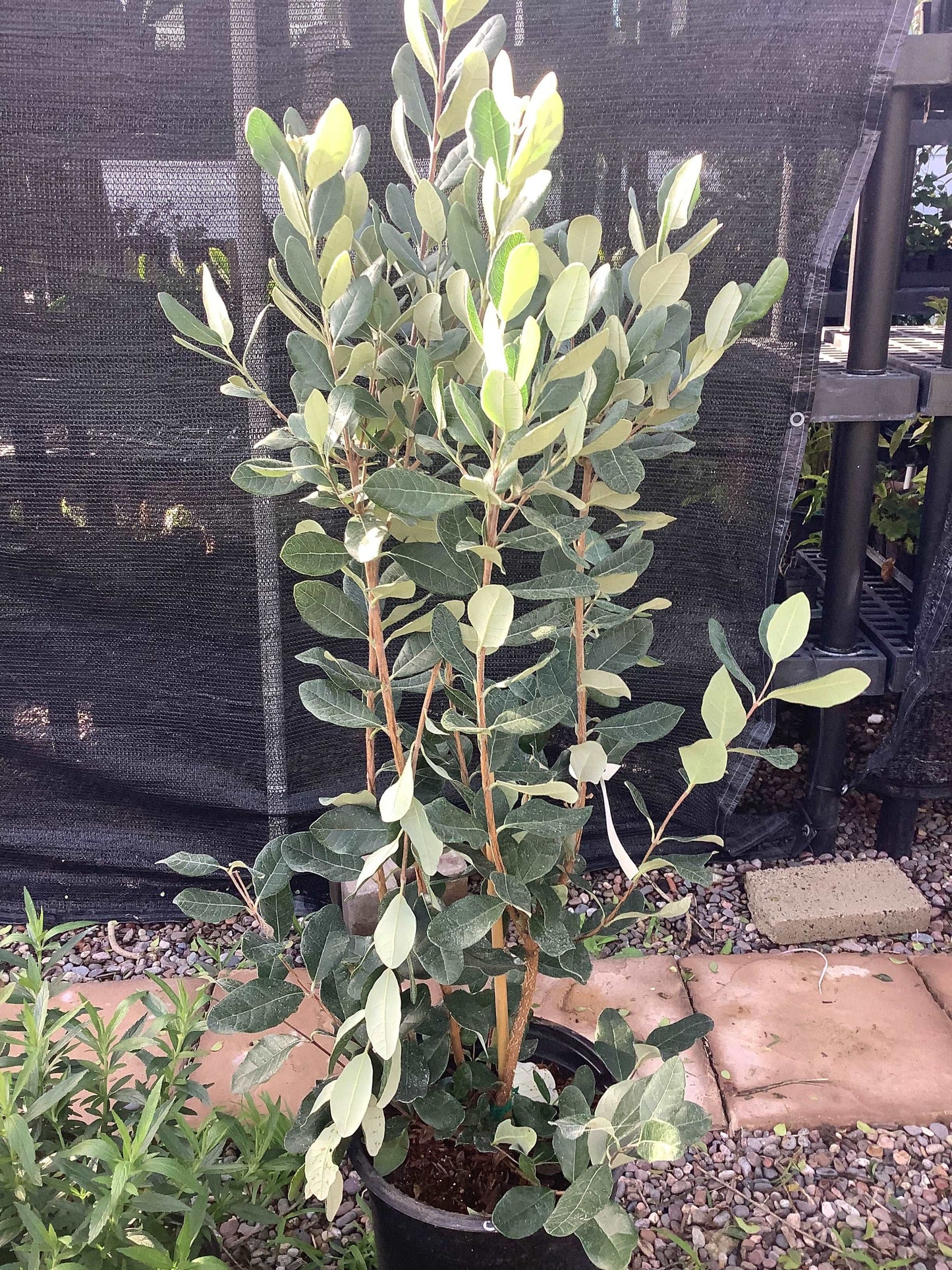 Pineapple Guava Plant Acca sellowiana Large 5 Gallon Size Healtny Harvesters