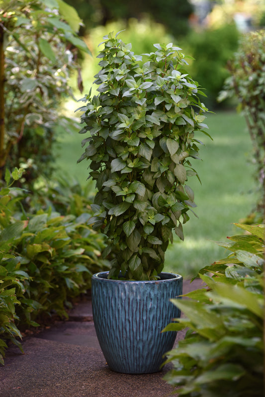 Basil Seeds, Everleaf Thai Towers