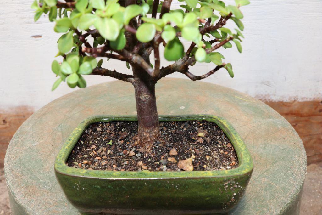 Baby Jade Bonsai Tree