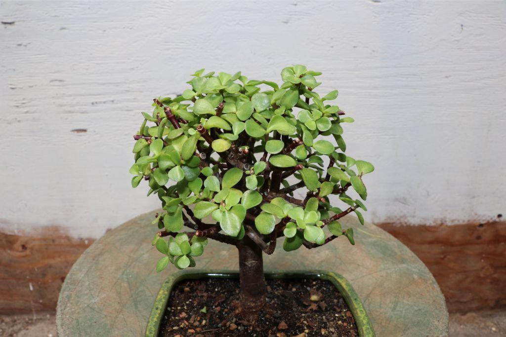 Baby Jade Bonsai Tree