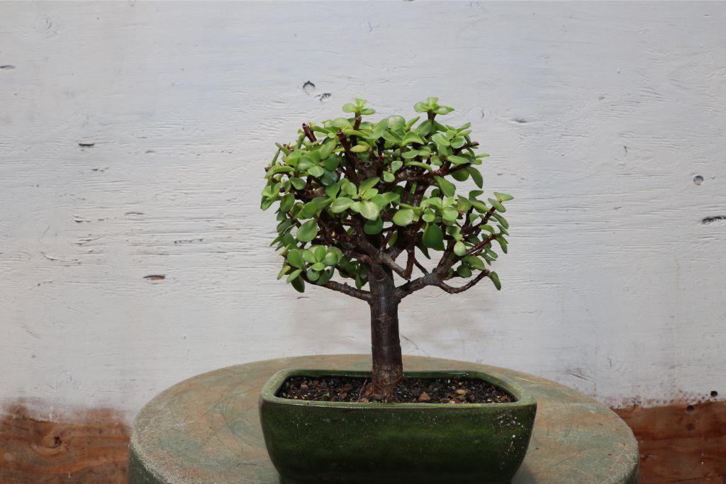 Baby Jade Bonsai Tree