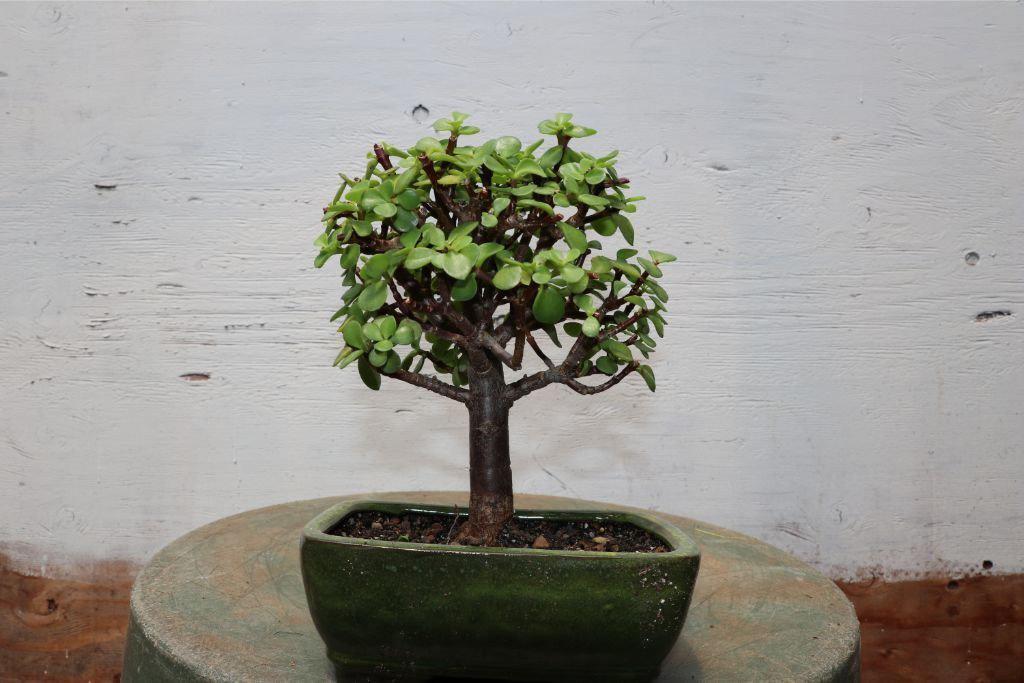 Baby Jade Bonsai Tree