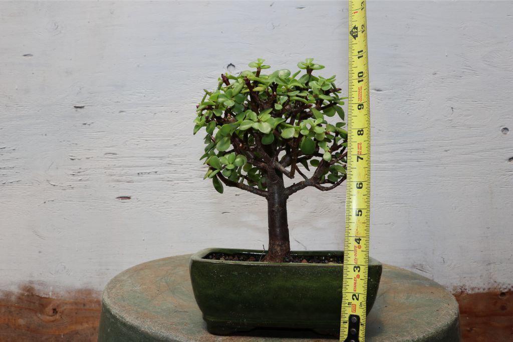 Baby Jade Bonsai Tree