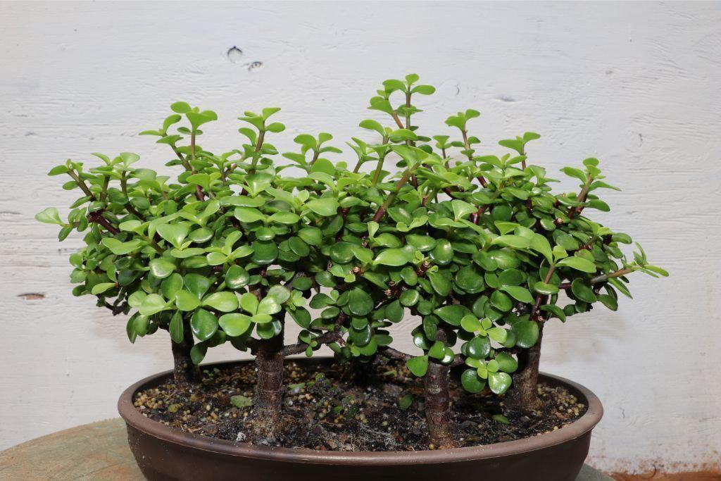 Baby Jade Bonsai Tree Forest