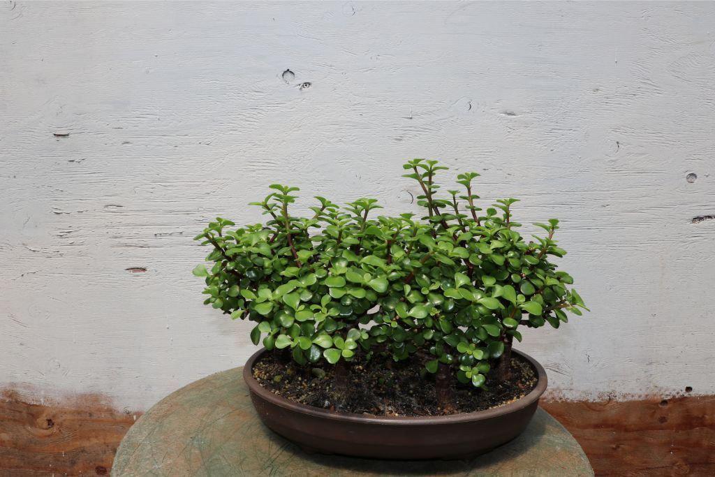 Baby Jade Bonsai Tree Forest