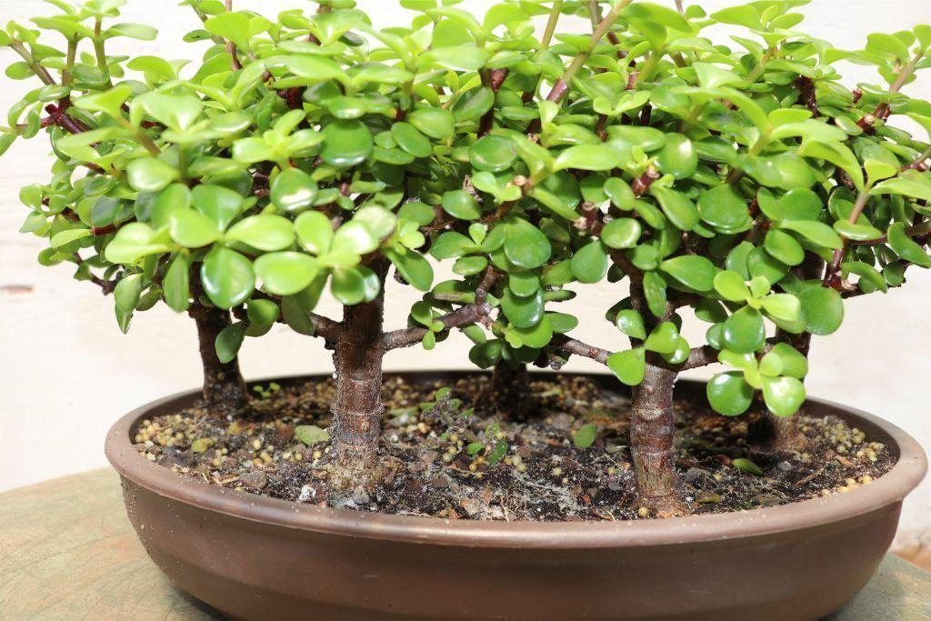 Baby Jade Bonsai Tree Forest