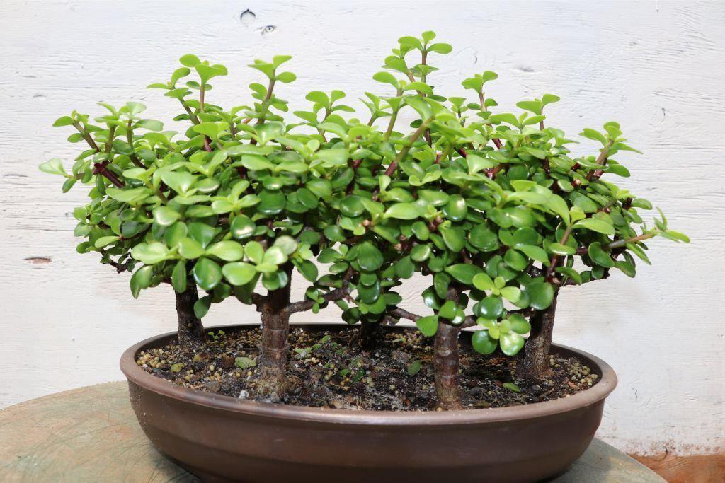 Baby Jade Bonsai Tree Forest