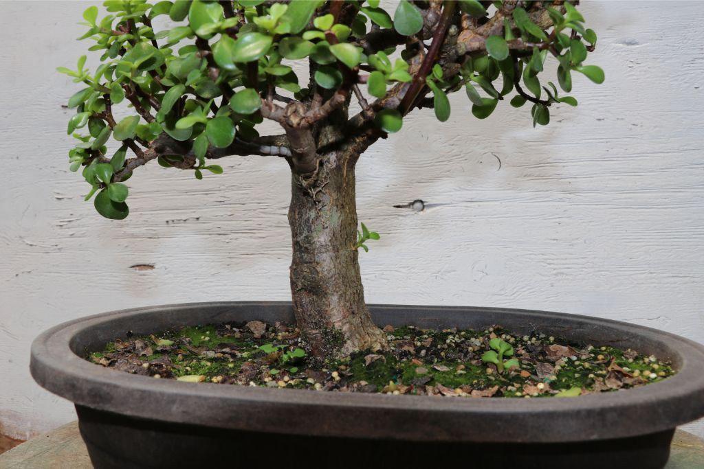 Baby Jade Bonsai Tree (Large)