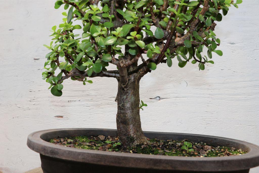 Baby Jade Bonsai Tree (Large)