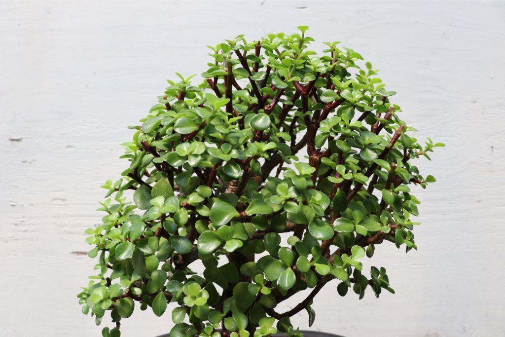 Baby Jade Bonsai Tree (Large)