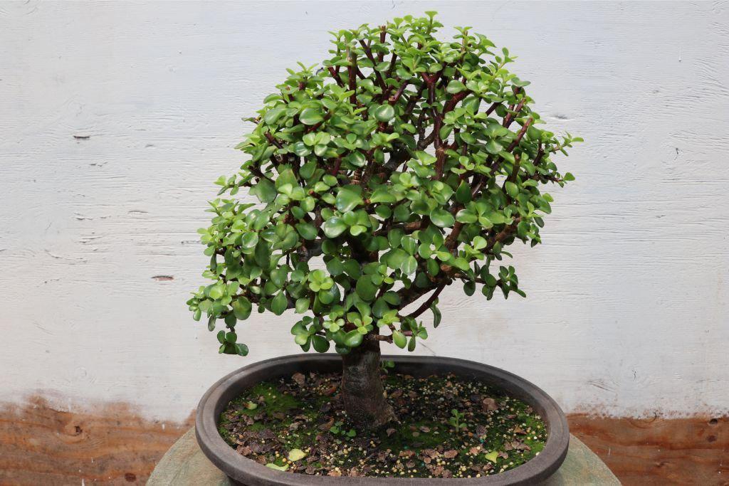 Baby Jade Bonsai Tree (Large)