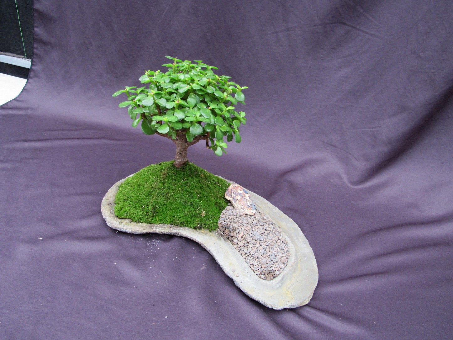 Baby Jade Bonsai Tree Planted On A Rock Slab