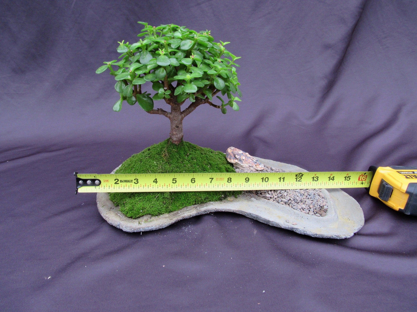 Baby Jade Bonsai Tree Planted On A Rock Slab