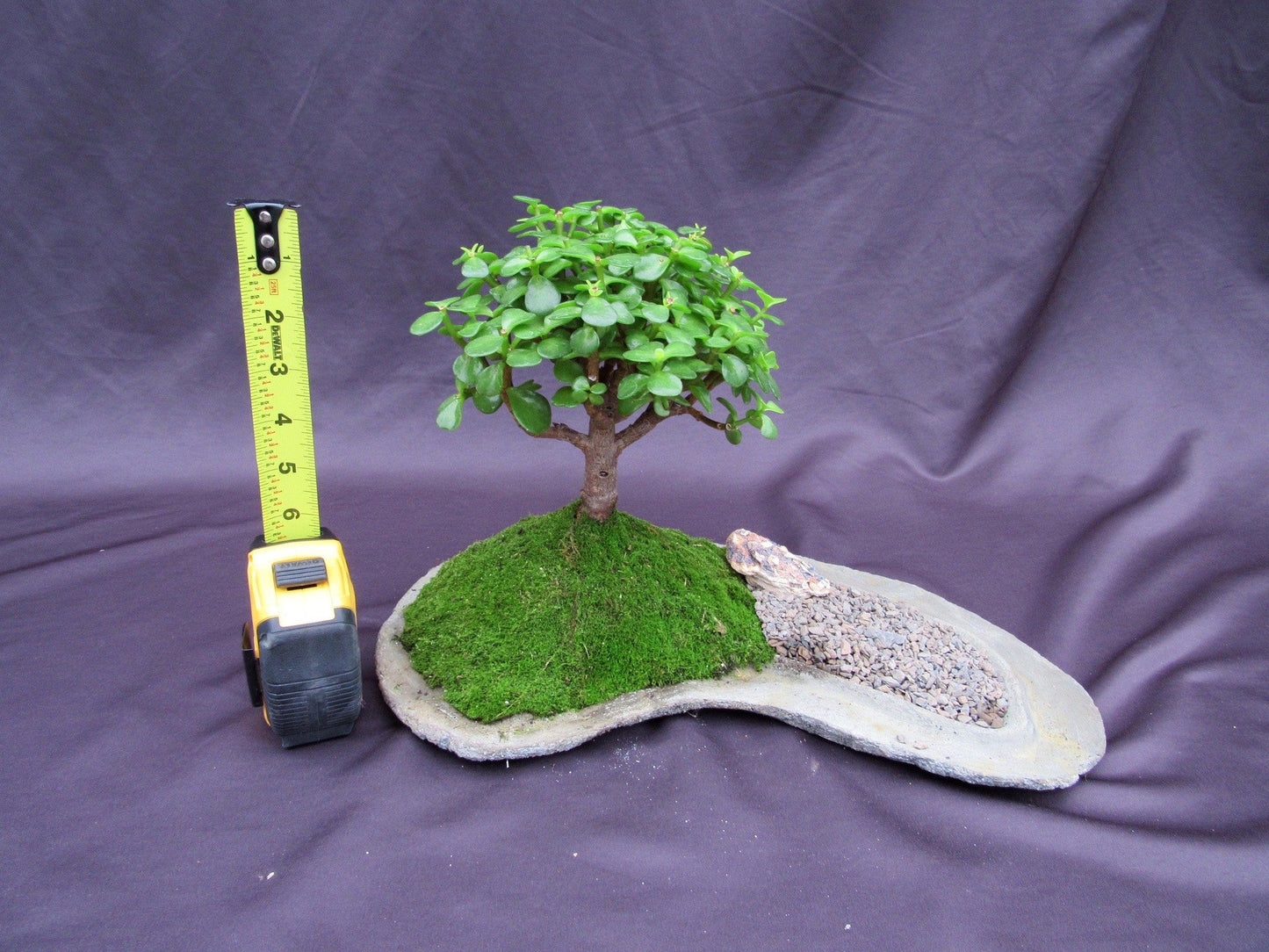 Baby Jade Bonsai Tree Planted On A Rock Slab