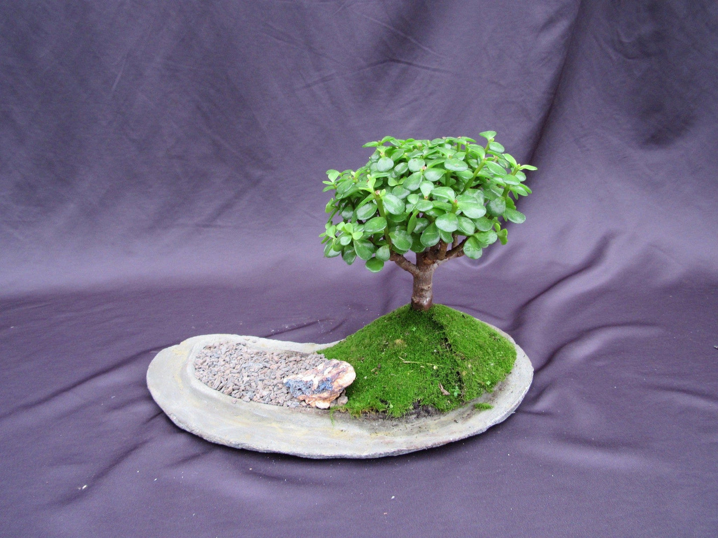 Baby Jade Bonsai Tree Planted On A Rock Slab