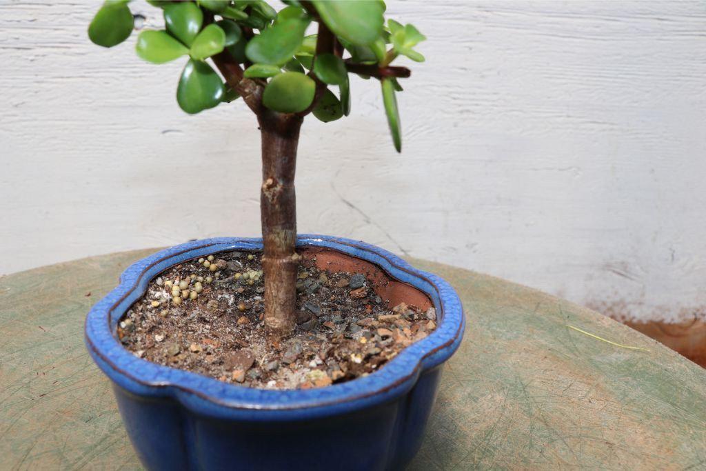 Baby Jade Bonsai Tree (Small)