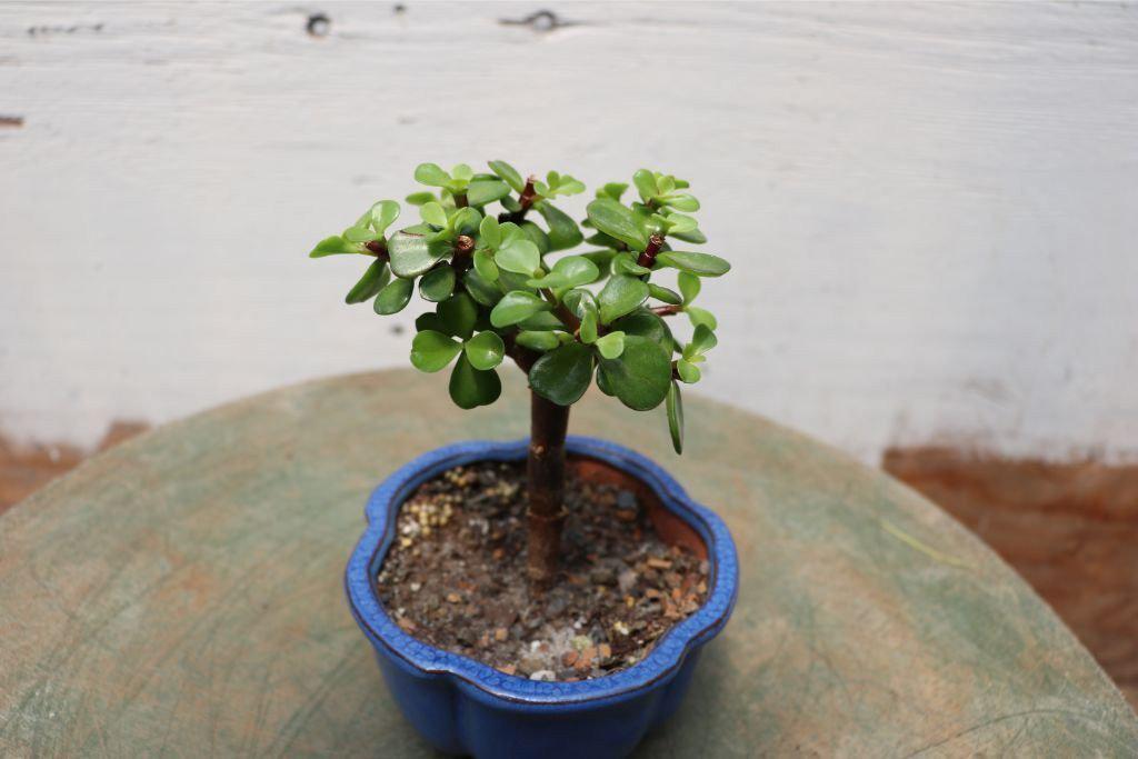 Baby Jade Bonsai Tree (Small)