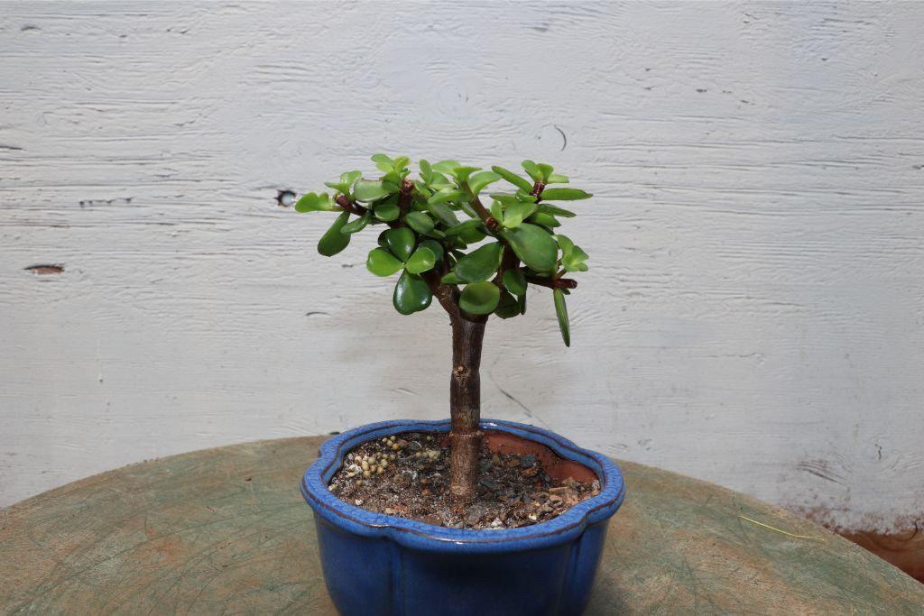 Baby Jade Bonsai Tree (Small)