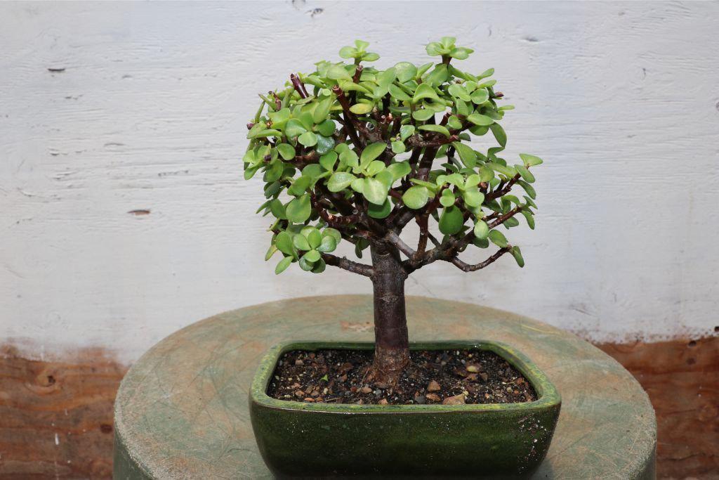 Baby Jade Bonsai Tree