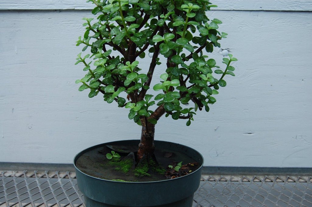 Baby Jade Pre Bonsai