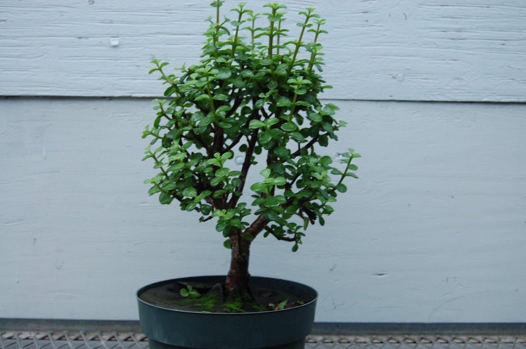 Baby Jade Pre Bonsai